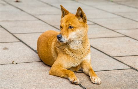 狗的外形|中华田园犬